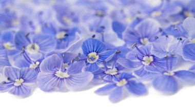 Küçük nazik mavi çiçekler 