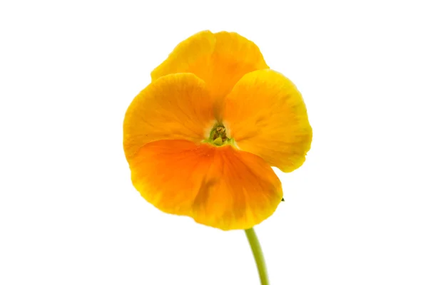 Pansy flower isolated — Stock Photo, Image