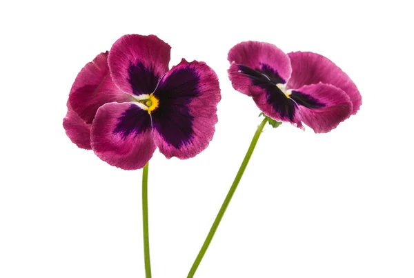 Stiefmütterchenblume isoliert — Stockfoto