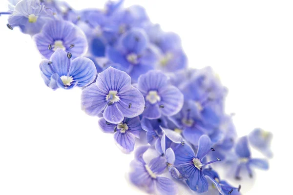 Kleine zachte blauwe bloemen — Stockfoto