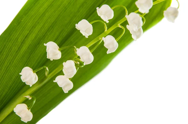 Lírio das flores do vale isolado — Fotografia de Stock