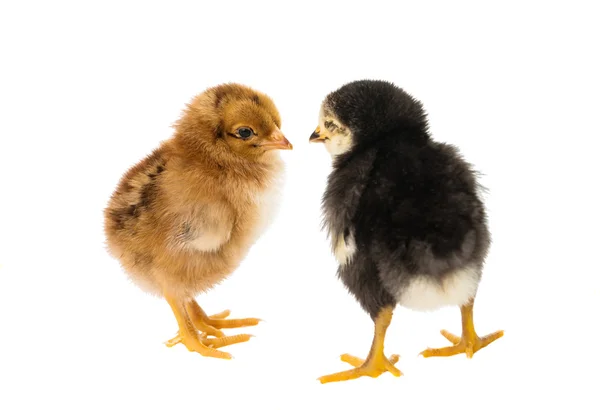 Little chicken isolated — Stock Photo, Image