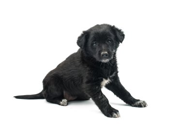 Köpek yavrusu izole