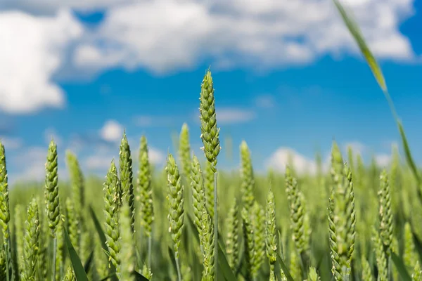 Groene tarwe natuur — Stockfoto