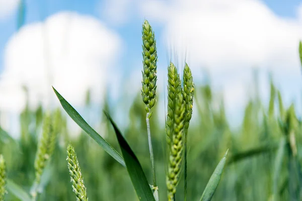 Green wheat nature — Stock Photo, Image