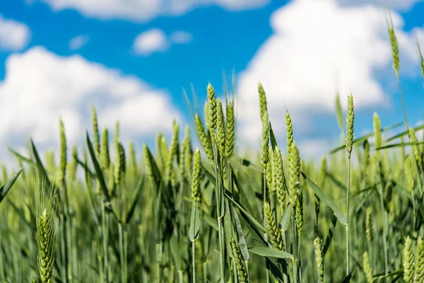 Groene tarwe natuur — Stockfoto