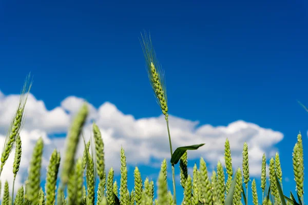 Green wheat nature — Stock Photo, Image