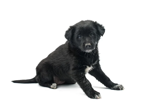 Puppy isolated do — Stock Photo, Image