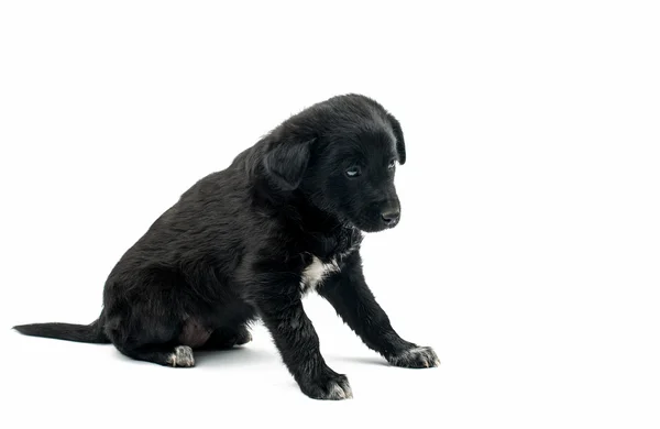 Puppy geïsoleerde ken — Stockfoto