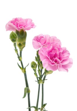 izole küçük pembe karanfil 