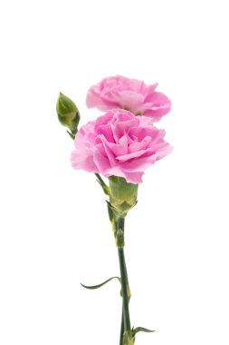 izole küçük pembe karanfil 