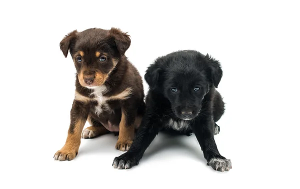 子犬の分離か — ストック写真