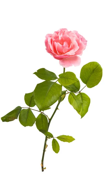 Pink rose isolated — Stock Photo, Image