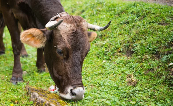Cow grazing in a meadow — Stock Photo, Image