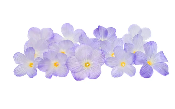 Πολλές μοβ λουλούδια — Φωτογραφία Αρχείου