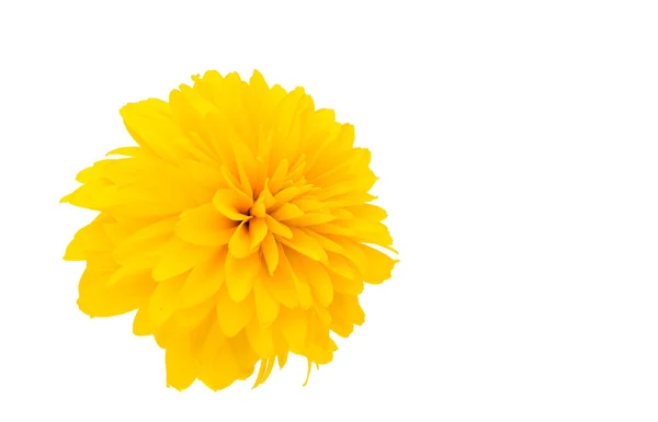 Жовта хризантема ізольовані — стокове фото