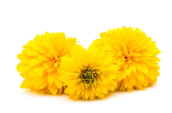 Yellow chrysanthemum isolated — Stock Photo, Image