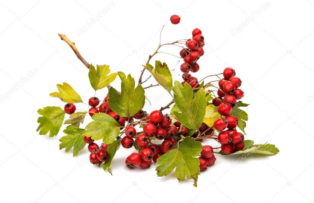 hawthorn berries isolated 