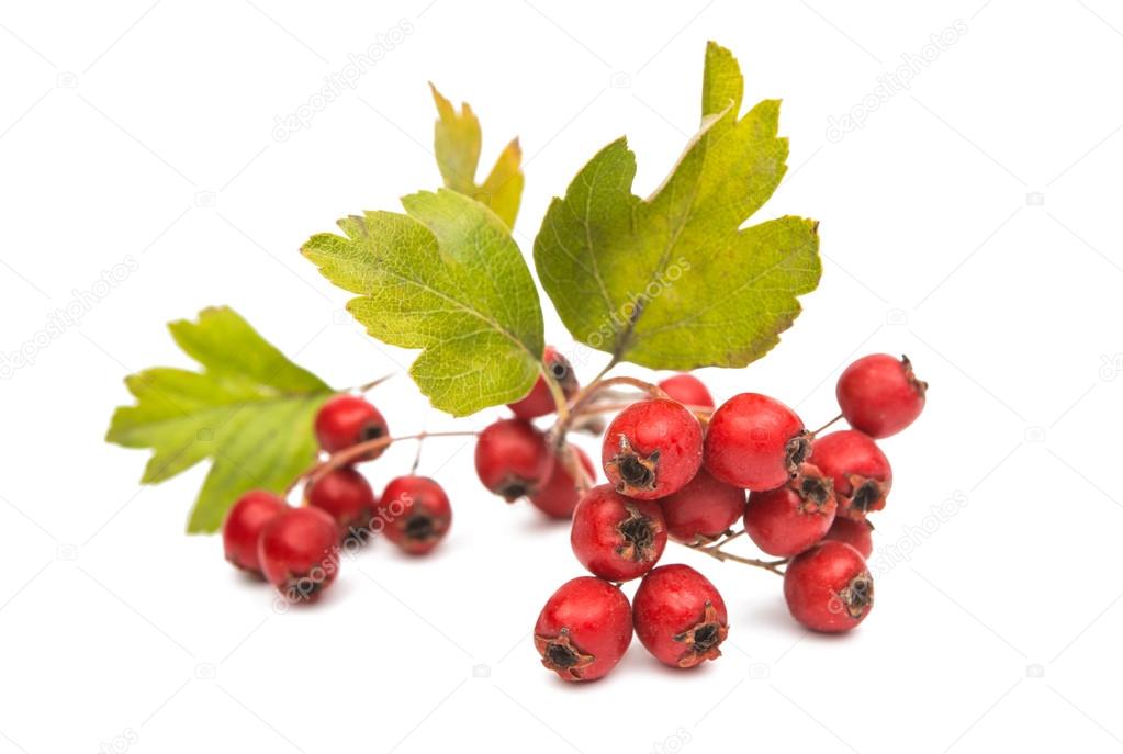 hawthorn berries isolated 