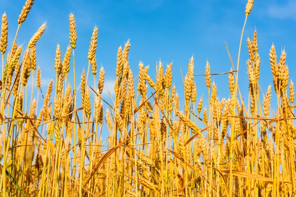 Golden wheat farmers — Stock Photo, Image