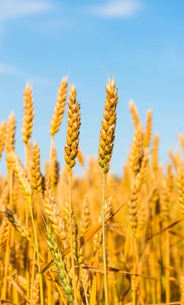 Agricultores de trigo dorado —  Fotos de Stock