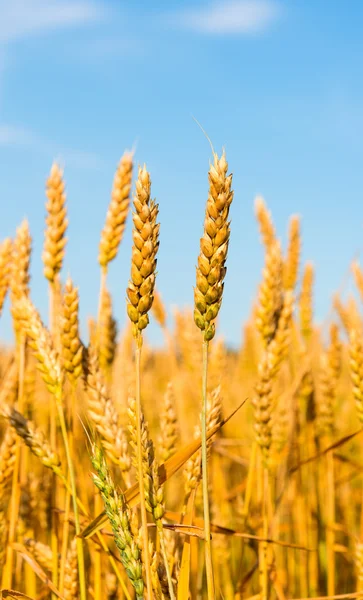 Golden wheat farmers — Stock Photo, Image