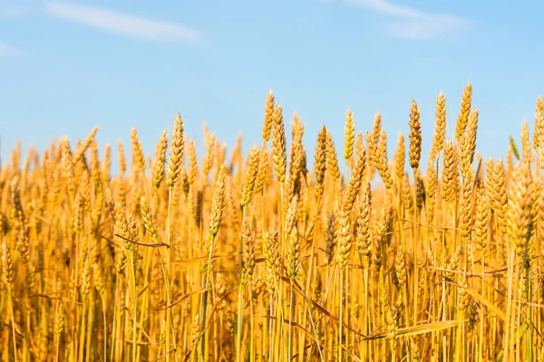 Golden wheat farmers — Stock Photo, Image