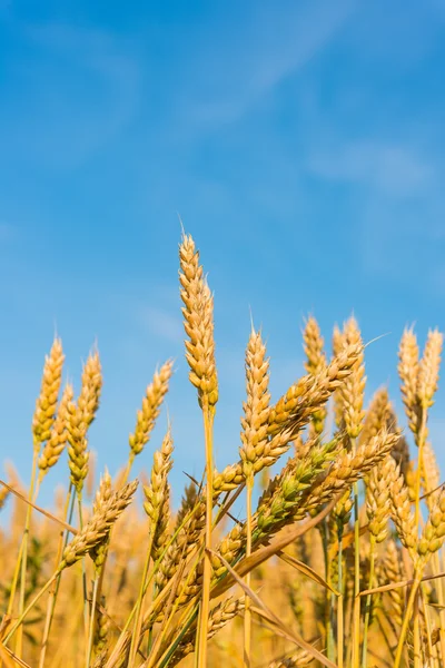 Golden wheat farmers — Stock Photo, Image