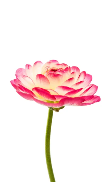 分離された美しい花キンポウゲ — ストック写真