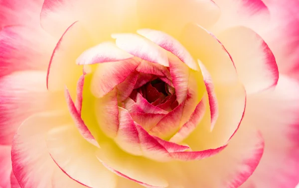 Bel fiore ranuncolo primo piano — Foto Stock