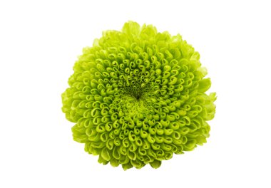 Yeşil krizantem çiçek