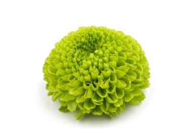 Yeşil krizantem çiçek