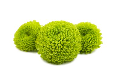 Yeşil krizantem çiçek