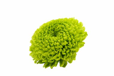 Yeşil krizantem çiçek