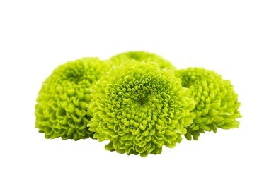 Yeşil krizantem çiçek