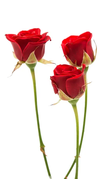 Izolált vörös rózsa — Stock Fotó
