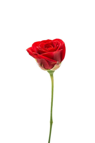 Red rose isolated — Stock Photo, Image