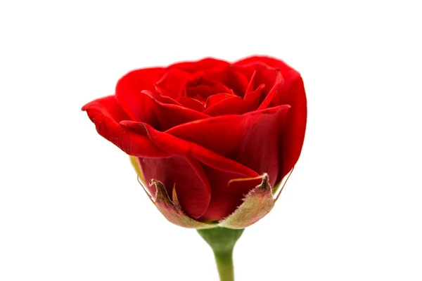 Red rose isolated — Stock Photo, Image