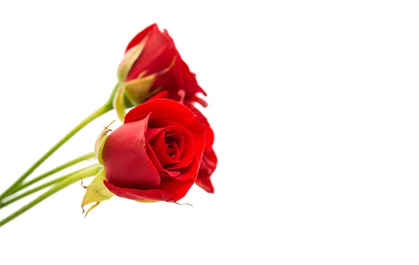 Red rose isolated — Stock Photo, Image