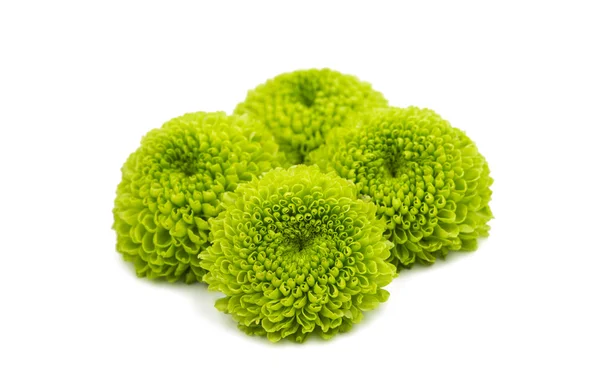Groene chrysant floral — Stockfoto