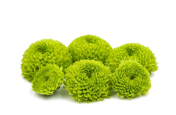 Groene chrysant floral — Stockfoto