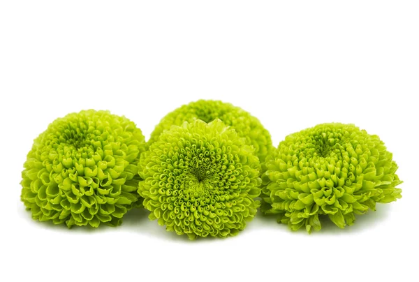 Green chrysanthemum floral — Stock Photo, Image