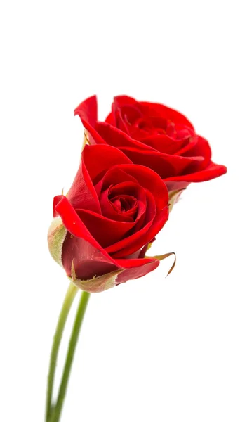 Red rose isolated Royalty Free Stock Photos