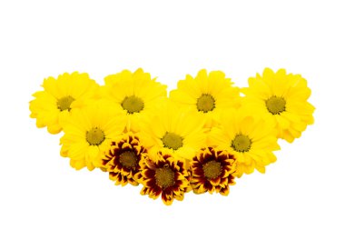 Güzel krizantem izole 