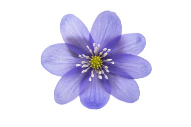 Mantarı nobilis botanik