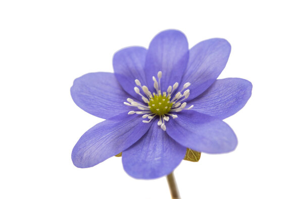 Гепатит благородный ботанический
