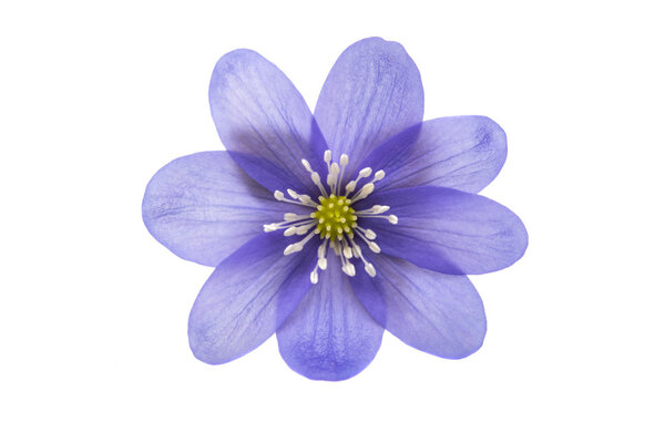 Гепатит благородный ботанический
