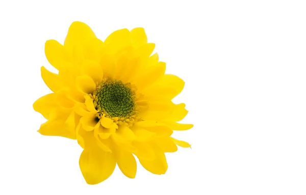 分離された美しい菊 — ストック写真