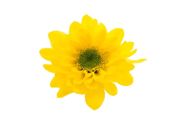 Beautiful chrysanthemum isolated — Stock Photo, Image