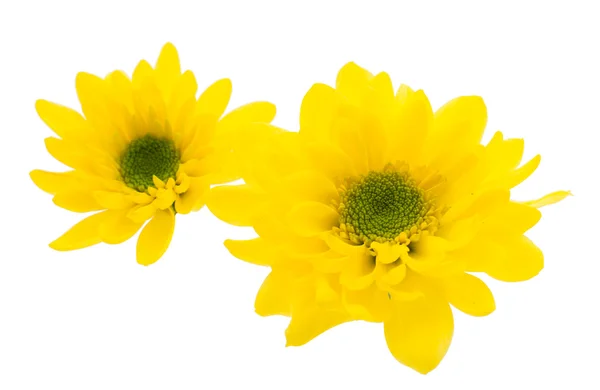 Bellissimo crisantemo isolato — Foto Stock